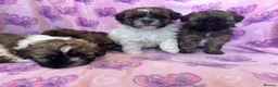 Shihpoo dogs for sale: Shihpoo puppies for sale  - Advert 1