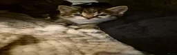 Mixed Breed cats for sale: 2 beautiful kittens for sale! - Advert 4