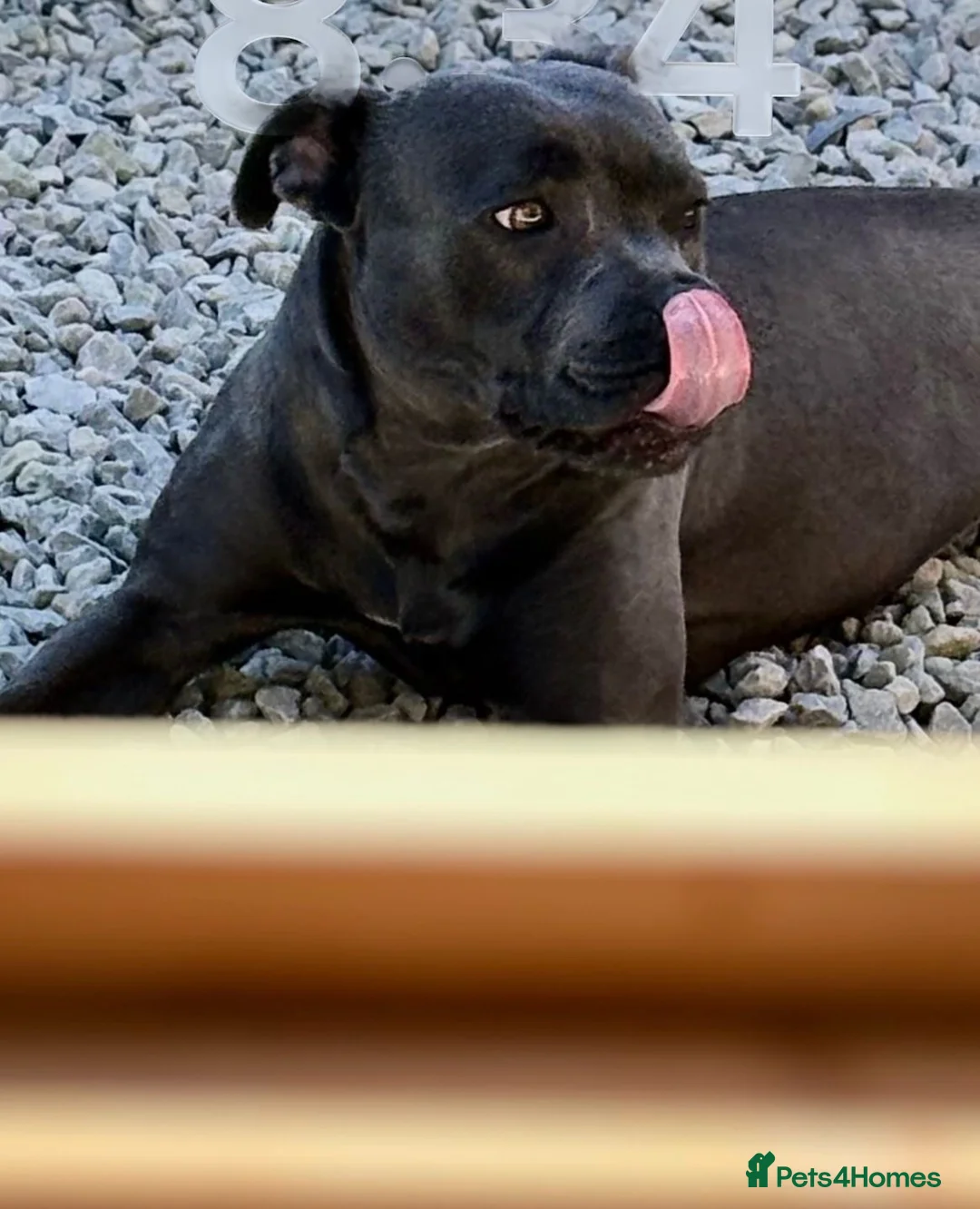 Staffordshire Bull Terrier dogs for sale: Staffordshire bull terrier pups KC registered - Advert 17