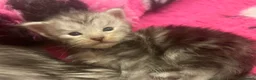 Maine Coon cats for sale: Beautiful Silver tabby Maine coon girls - Advert 6