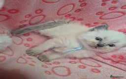 Ragdoll cats for sale: Beautiful Ragdoll Kittens, GCCF & Tica Registered - Image 13