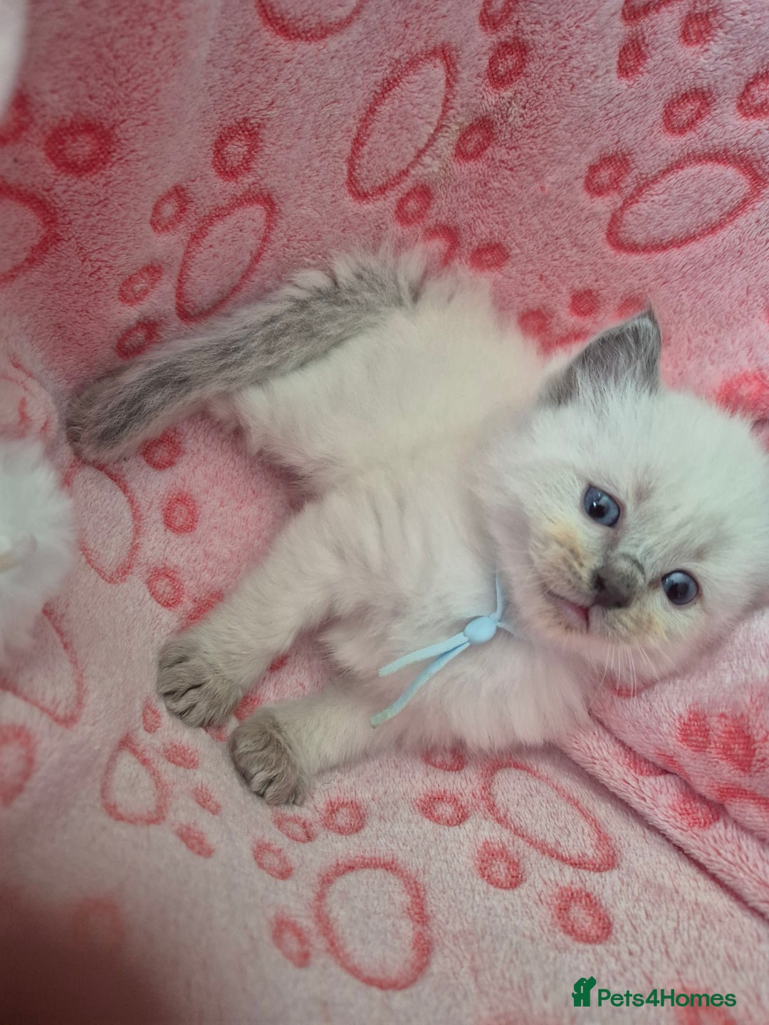 Ragdoll cats for sale: Beautiful Ragdoll Kittens, GCCF & Tica Registered - Image 13