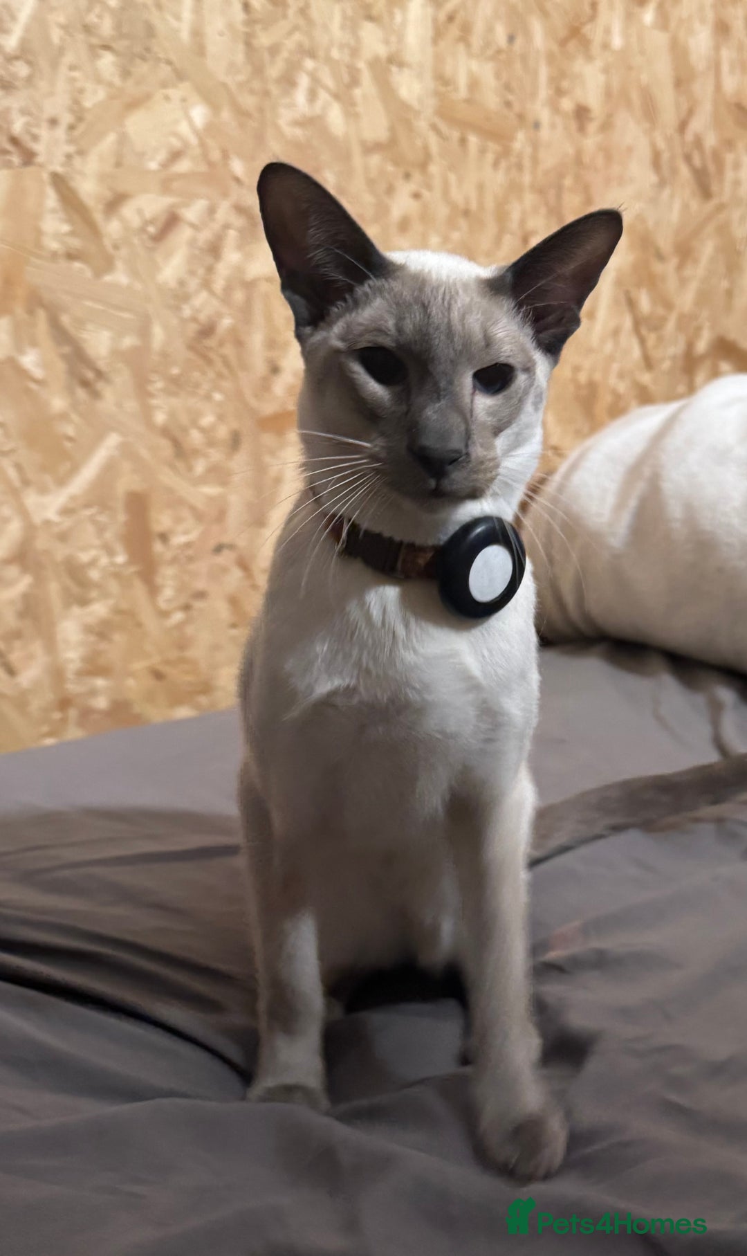 Oriental cats for sale: Oriental Male  - Advert 2