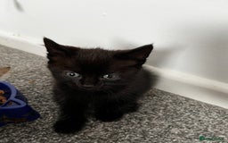 Domestic Shorthair cats for sale: Super cute kittens!  - Image 9
