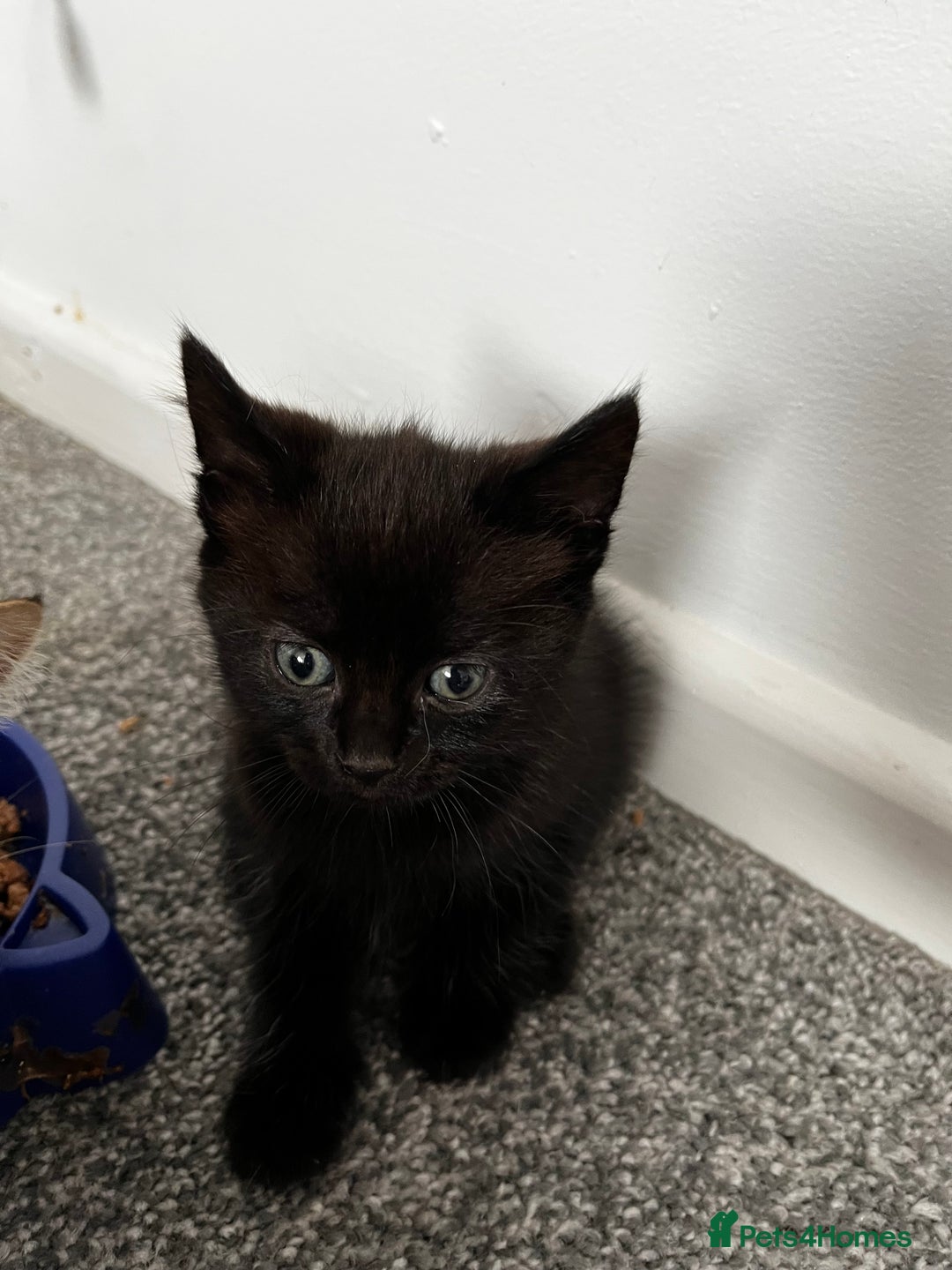 Domestic Shorthair cats for sale: Super cute kittens!  - Image 9