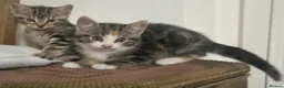 Mixed Breed cats for sale: Beautiful Tabby Kittens - Advert 9