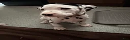 Dalmatian dogs for sale: RKG Dalmatian pups ready this weekend  - Advert 18