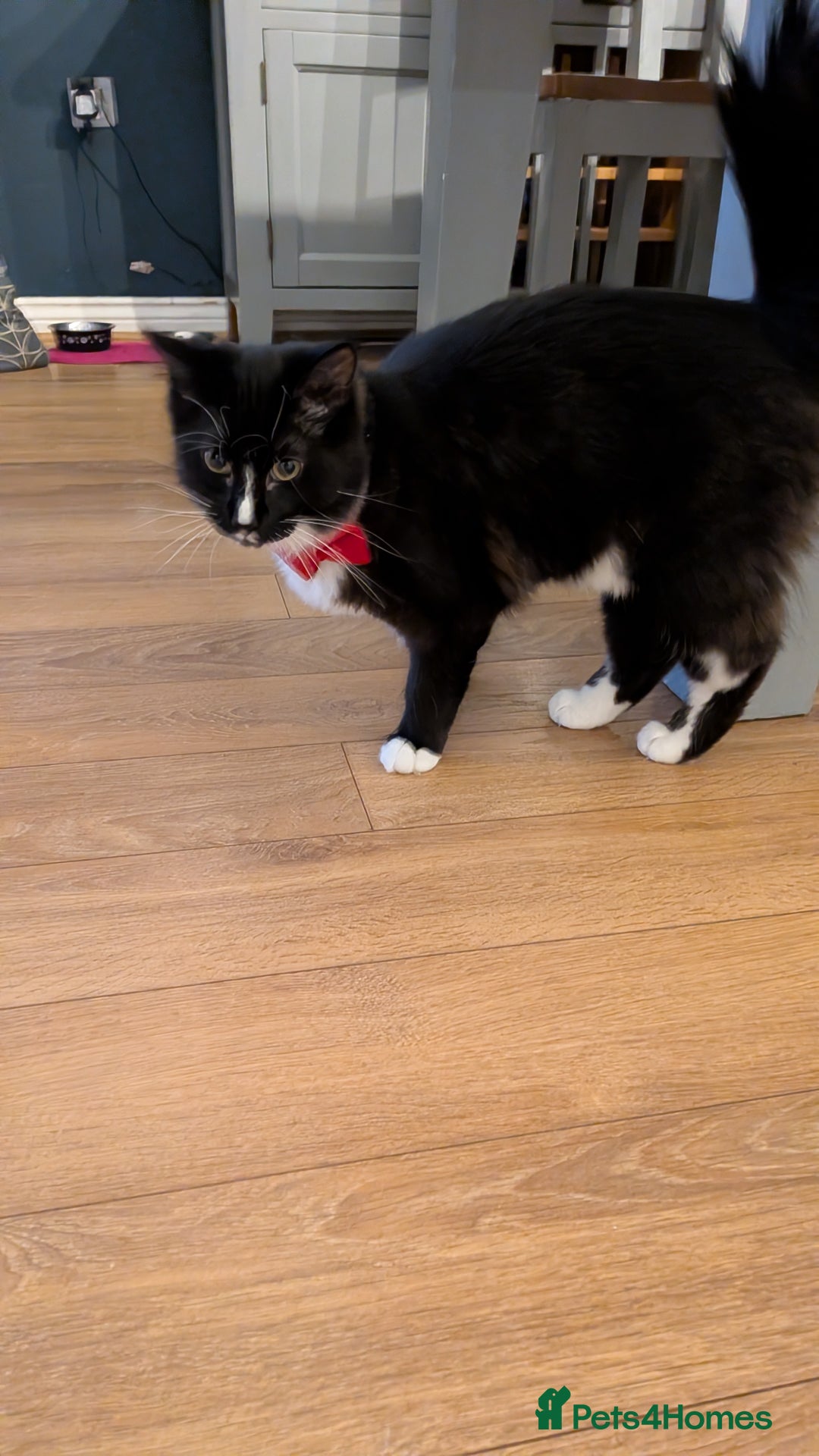 Ragdoll cats for sale: Part ragdoll boy needs rehoming  - Advert 1