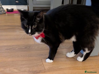 Ragdoll cats Part ragdoll boy needs rehoming - Advert 2