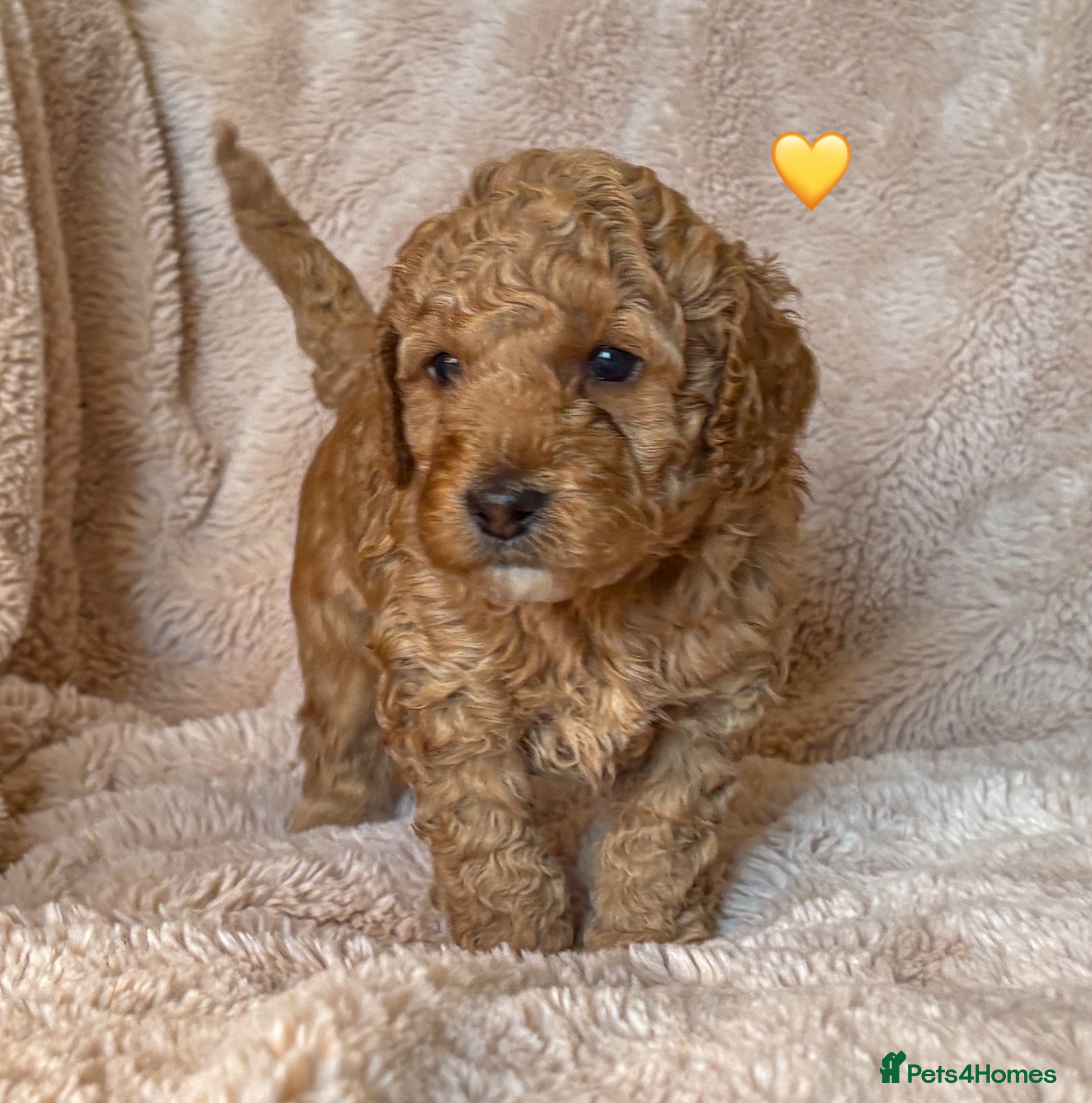 Labradoodle dogs for sale: Beautiful Australian Labradoodle Pups - Advert 8