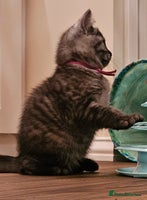 British Shorthair cats - Advert 8