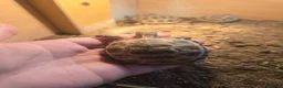 Tortoise reptiles for sale: 2-3 inch Horsefeild Tortoises 🐢  in Manchester - Advert 3