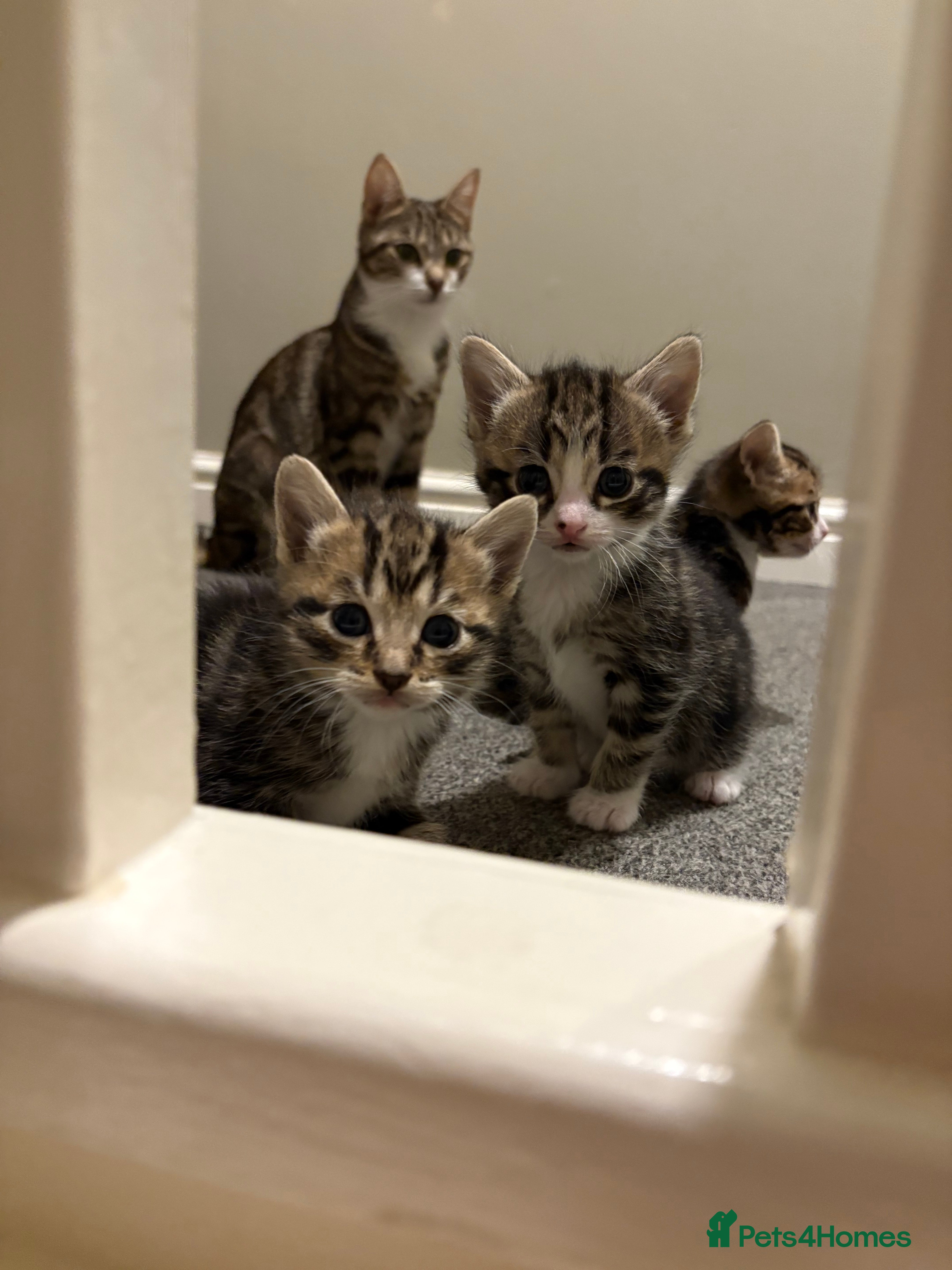 Mixed Breed cats Kittens for sale :) - Advert 1