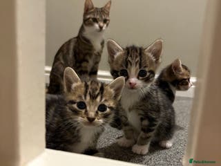 Mixed Breed cats Kittens for sale :) - Advert 3