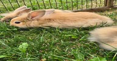 Mini Lion Lop rabbits - Advert 1