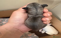 Chihuahua dogs for sale: Lovely blue fawn boy - Image 15