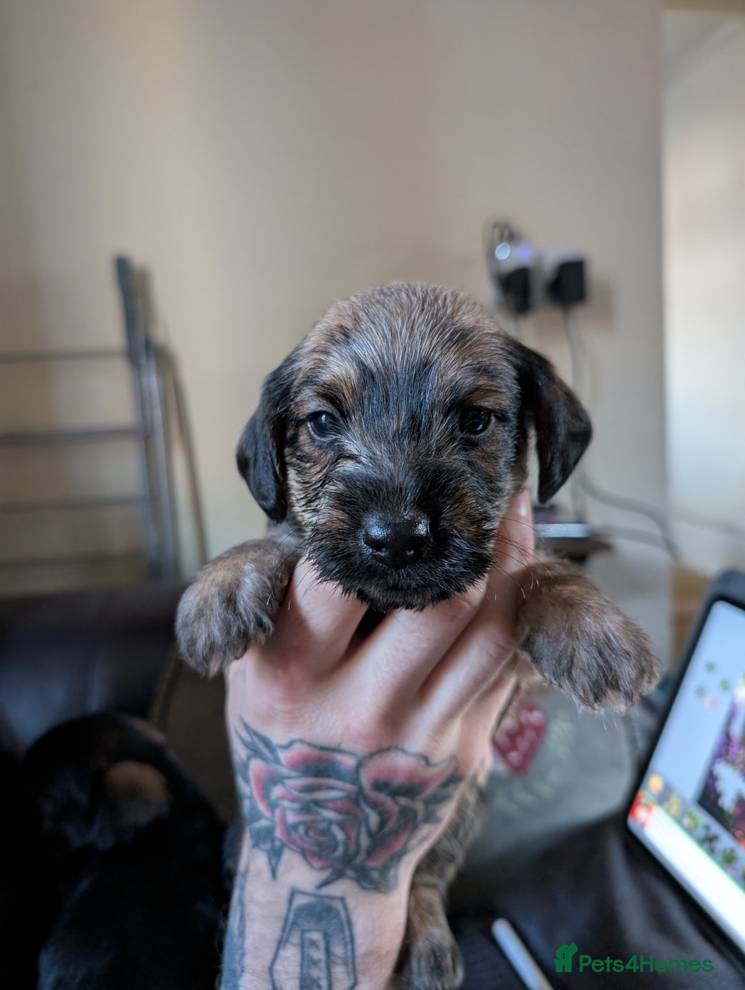 Mixed Breed dogs for sale: Dachshund X Jack Russel hybrid puppies  - Advert 5