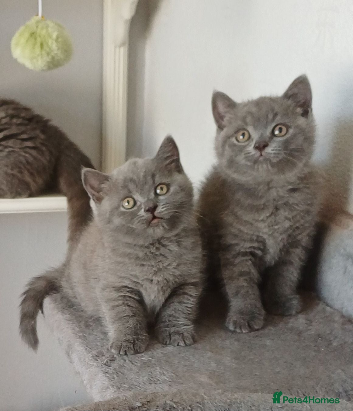 British Shorthair cats British Blue Shorthair Kittens ♡ - Advert 2