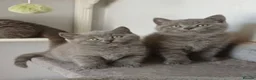 British Shorthair cats for sale: British Blue Shorthair Kittens ♡ - Advert 2