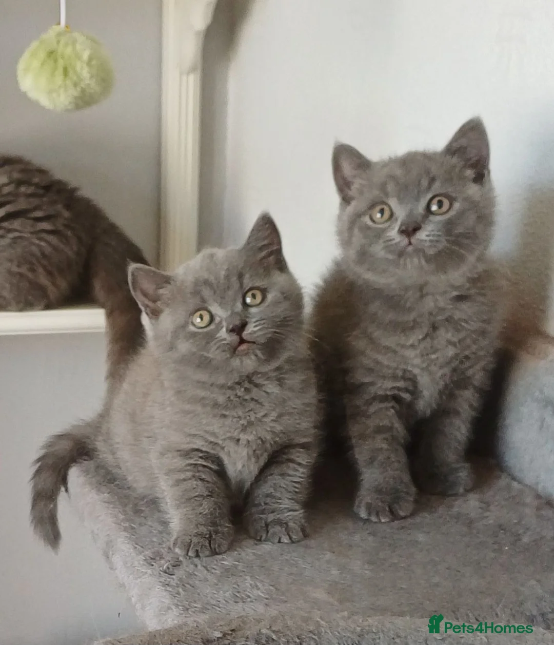 British Shorthair cats for sale: British Blue Shorthair Kittens ♡ - Advert 2