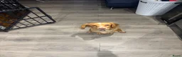 Cocker Spaniel dogs for sale: Change in Family Circumstances - Cocker male  in Manchester - Advert 3