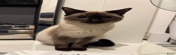 Siamese cats for sale: Siamese kitten 6 months £400 - Advert 5