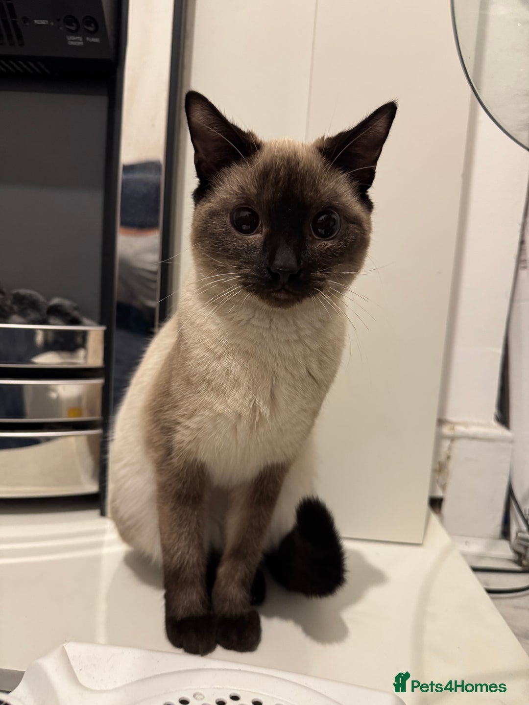 Siamese cats for sale: Siamese kitten 6 months £400 - Advert 5