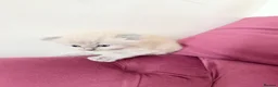 Scottish Fold cats for sale: Beautiful kittens🌹🤭 - Advert 3