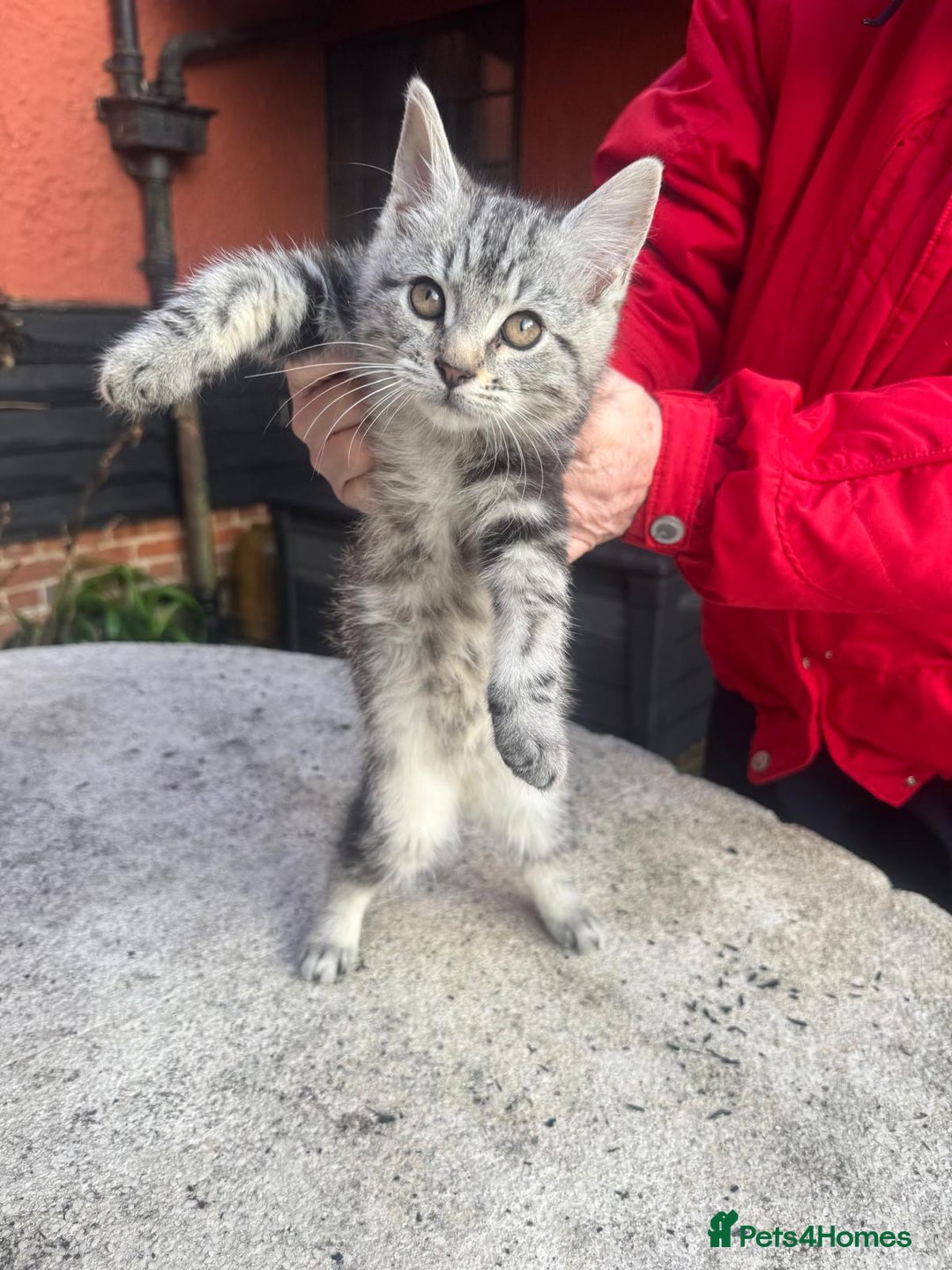 Mixed Breed cats for sale: Adorable kittens looking for home - Advert 3