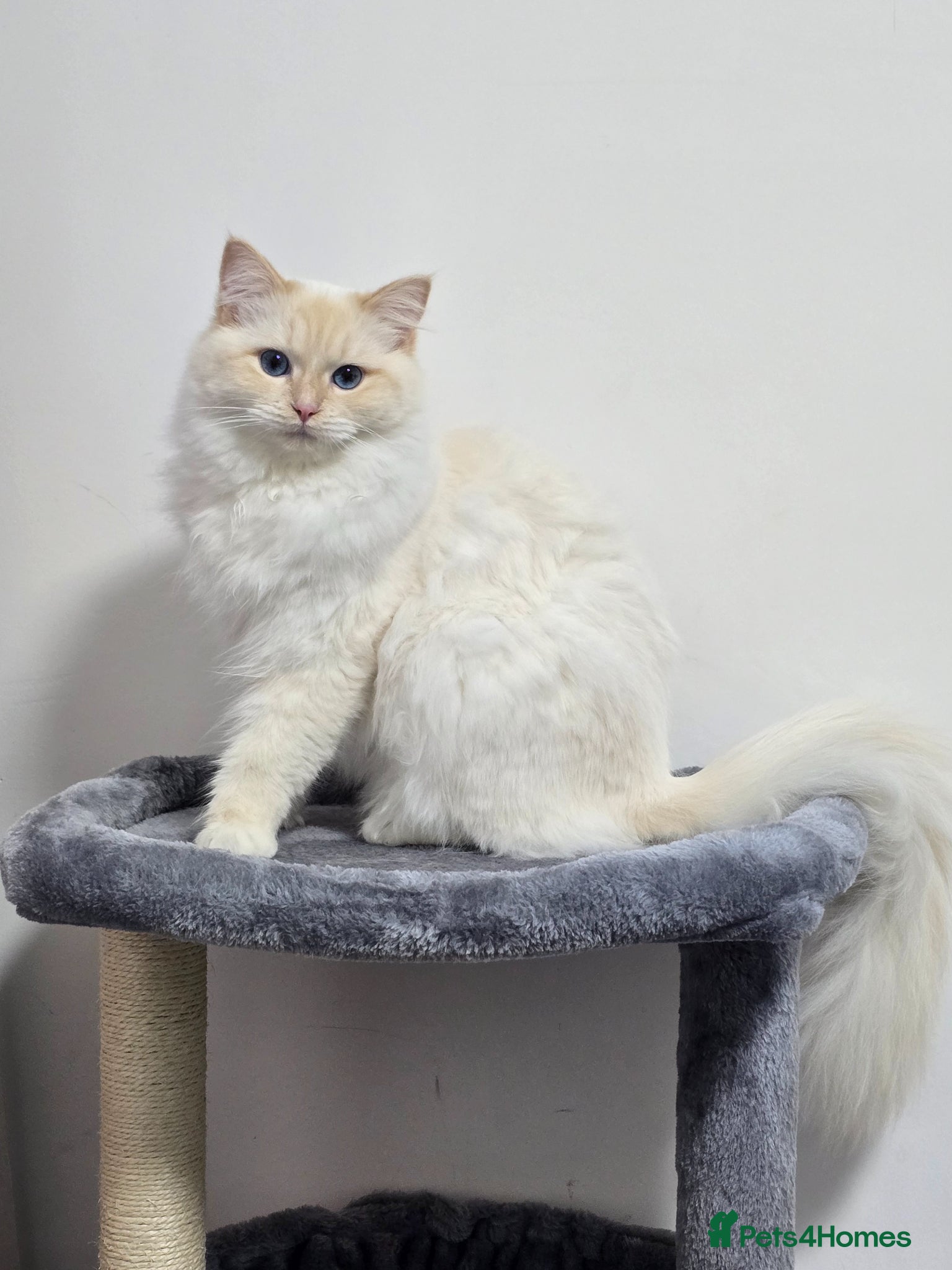 Ragdoll cats Rare Cream Female Flame Point - Advert 11