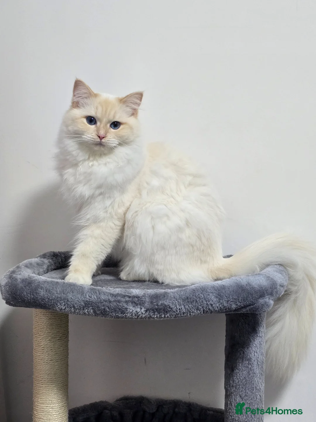 Ragdoll cats for sale: Rare Cream Female Flame Point - Advert 2