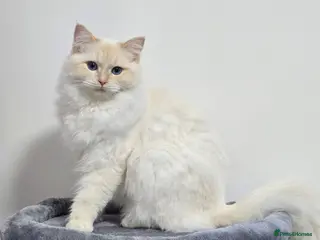 Ragdoll cats Rare Cream Female Flame Point - Advert 1