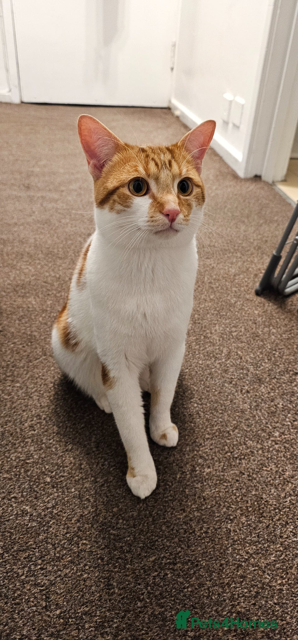 American Shorthair cats American short hair  - Advert 1