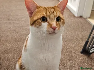 American Shorthair cats American short hair - Advert 1