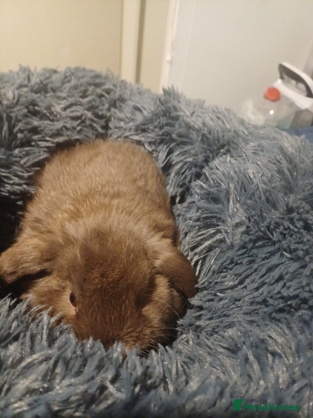 English Lop rabbits for sale: 2 male lop eared rabbits - Advert 7