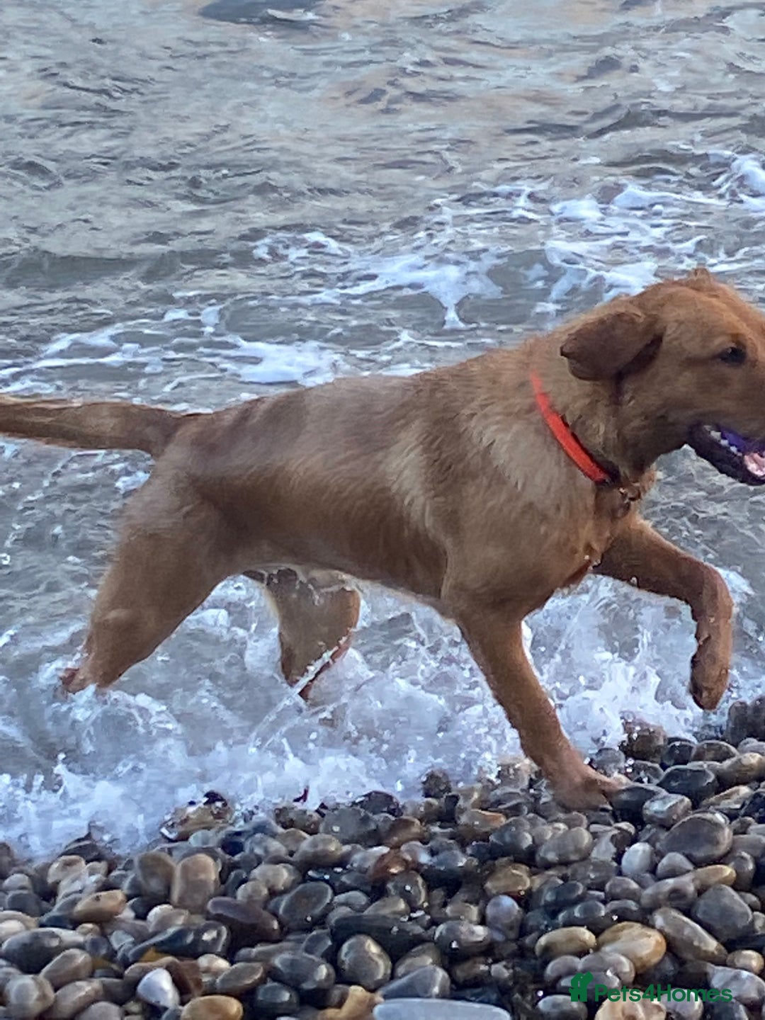 Labrador Retriever dogs for sale: DUE MID-JANUARY. Fox Red Labrador puppies.  - Advert 29