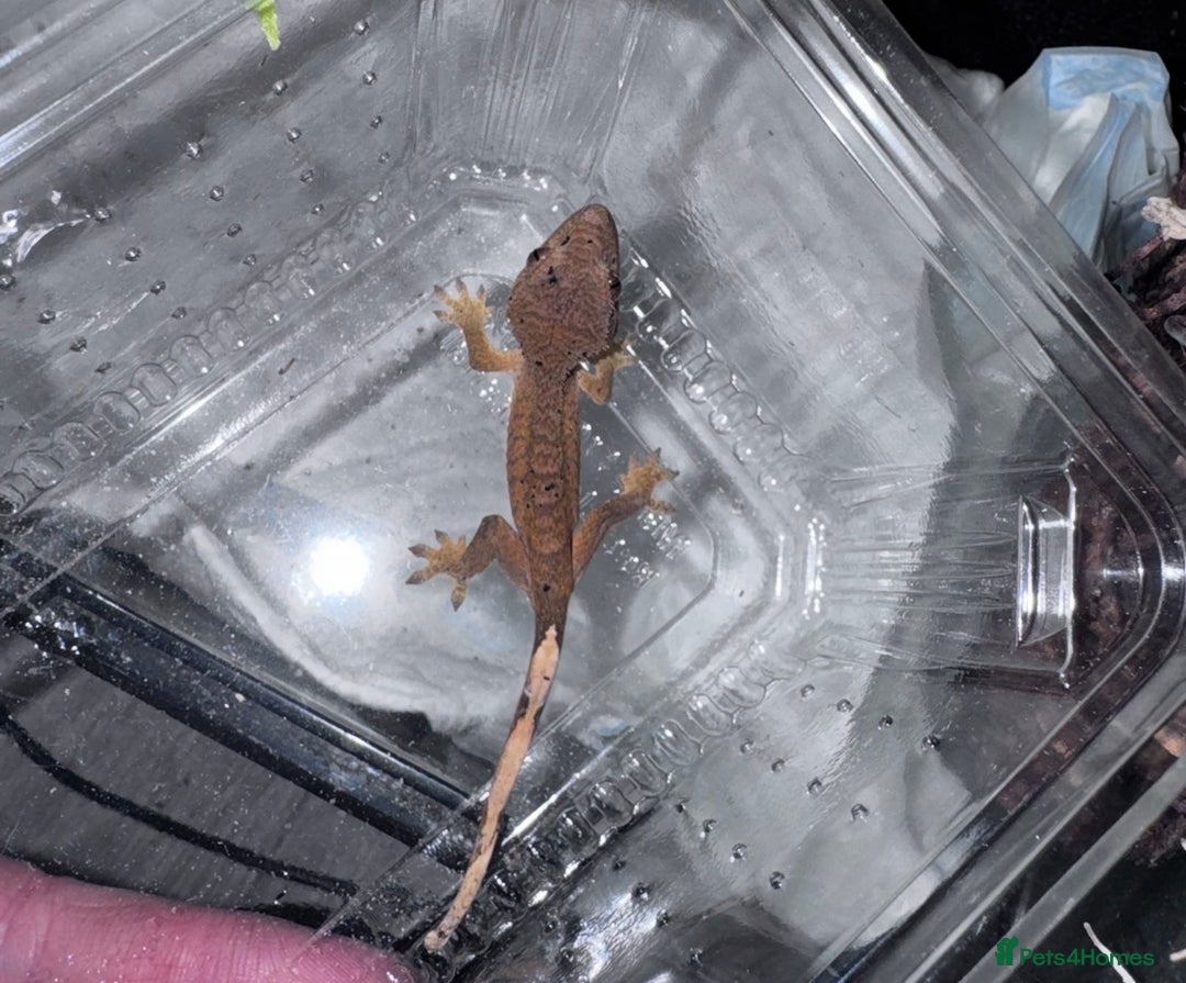 Leopard Gecko reptiles for sale: crested geckos - possible a full setup  - Advert 10