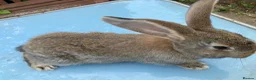 French Lop rabbits for sale: French Lop Bunnies in London - Advert 16