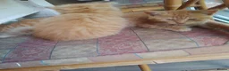 Mixed Breed cats for sale: Four Female Ginger kittens  - Advert 6
