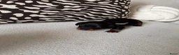Miniature Dachshund dogs for sale: Miniature dachshund puppies - Advert 2