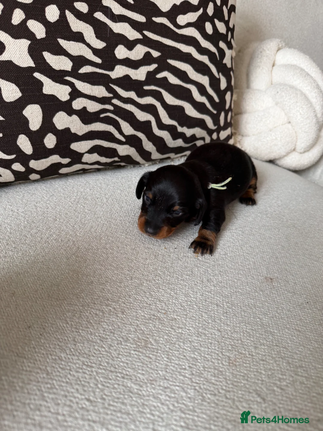Miniature Dachshund dogs for sale: Miniature dachshund puppies - Advert 2