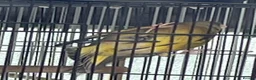 Finches birds for sale: Green finch  in London - Advert 4