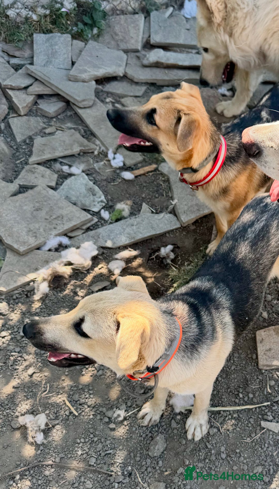 Mixed Breed dogs for sale: Belgian X Collie, 4 beautiful girls, 6 months old  - Image 7