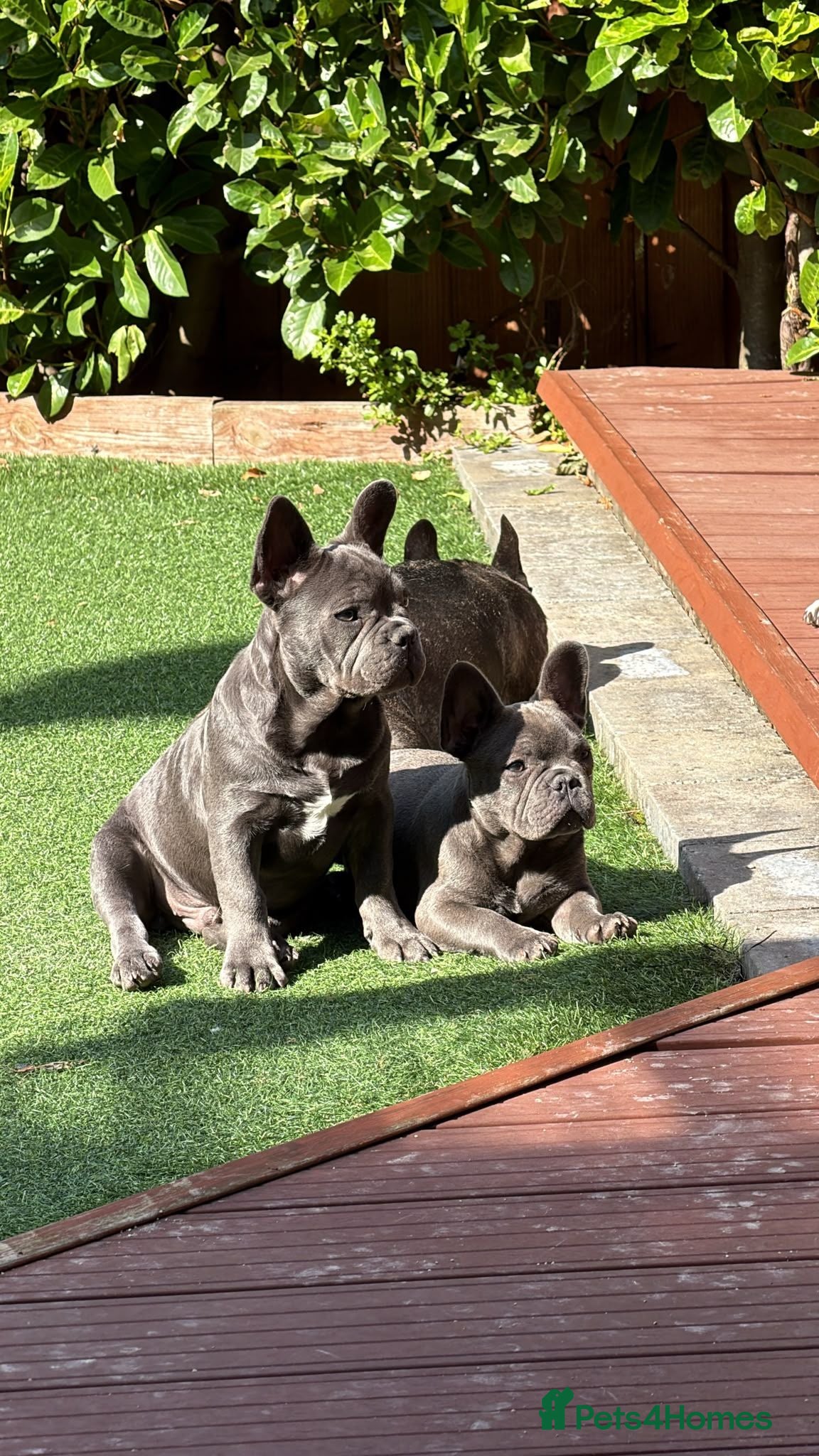 French Bulldog dogs *NOW REDUCED*KC registered French bulldog puppies  - Advert 14