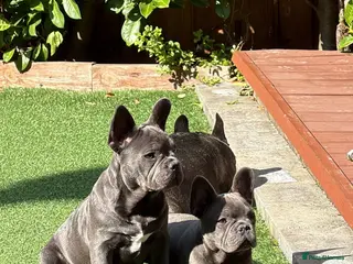 French Bulldog dogs *LAST 2*KC registered French bulldog puppies - Advert 1