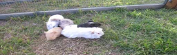 Guinea Pig rodents for sale: Male & Female guinea pigs various types & colours  - Advert 3