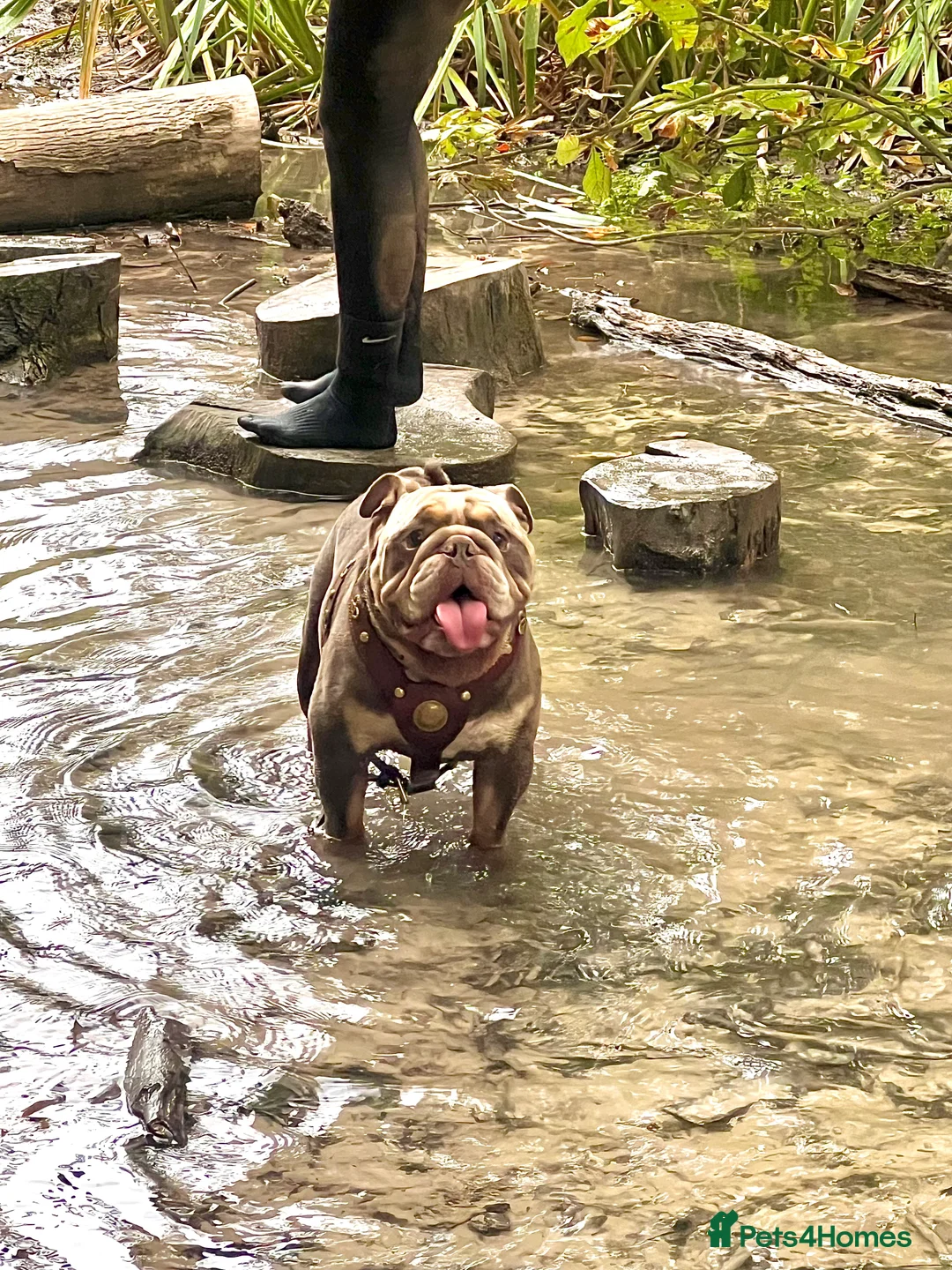 English Bulldog dogs for stud: English bull dog stud - Advert 2