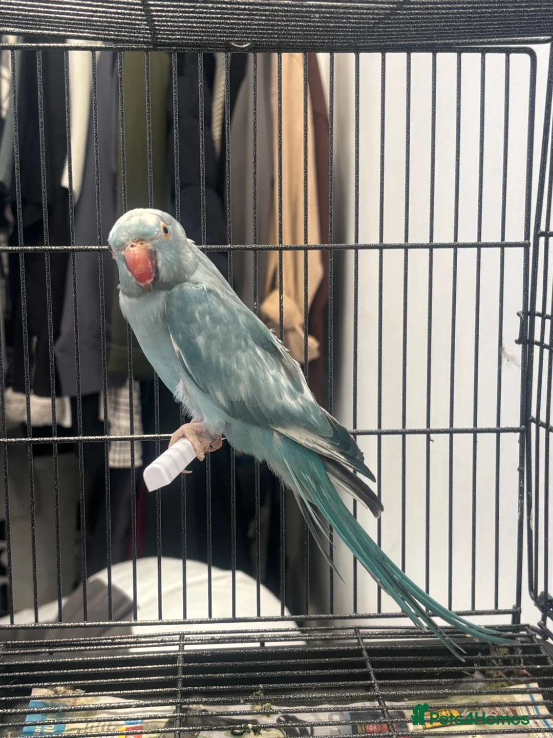 Ringnecks birds for sale: Ringneck female  in Nelson - Advert 1