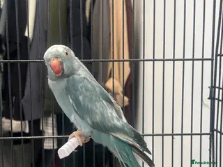 Ringnecks birds Ringneck female - Advert 1