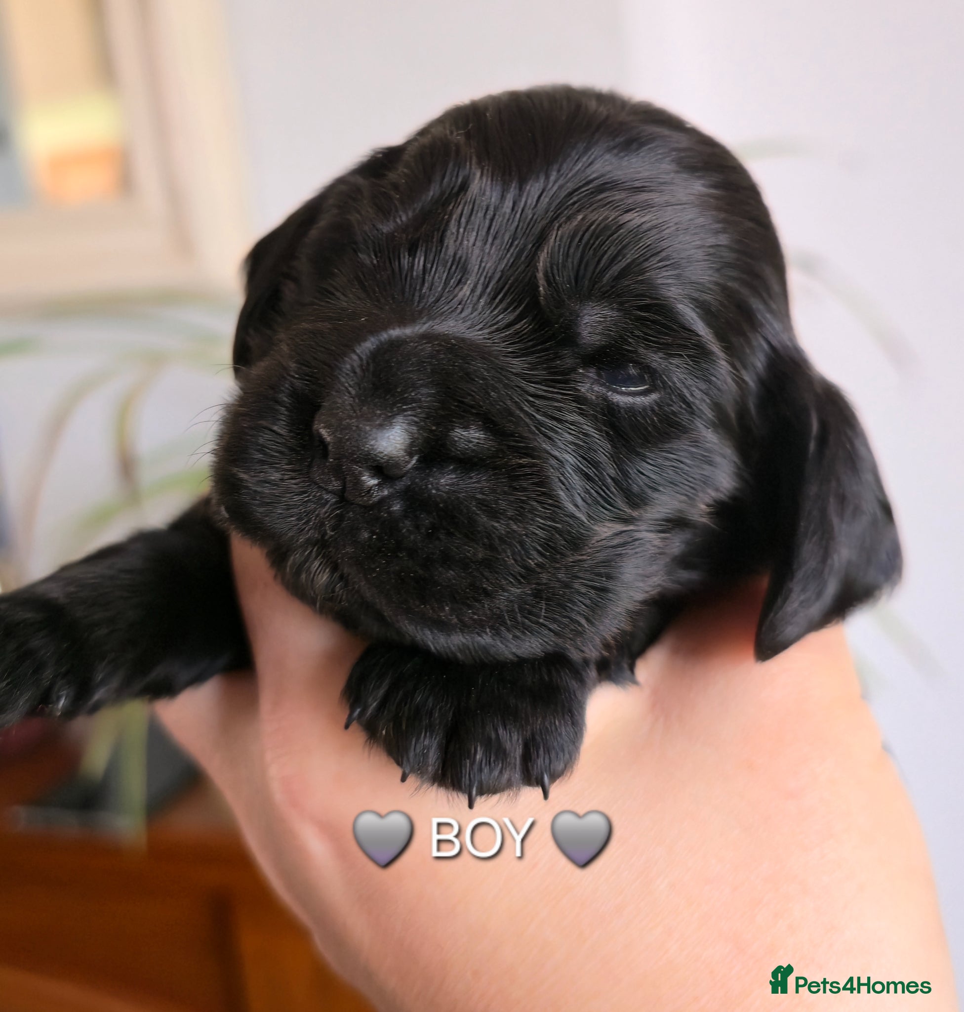 Cocker Spaniel dogs Beautiful Show Cocker Spaniel KC Reg Puppies - Advert 2